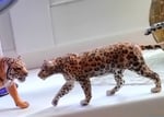 Das ist Leopard "Satan"