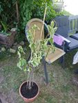 Baum vertrocknet 