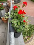 Passt gut für 2-3 Blumen