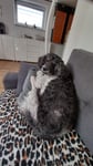 Ist Bombe