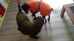 Der beste Hundebademantel der Welt!!!