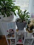 Blumenständer 7 Ebenen für Innen- und Ausenbereich.