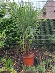  Frostharte Hanfpalme Trachycarpus Ukhrulensis bis 180cm bis -20 Grad