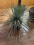 Yucca rostrata Palme 