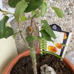 Apfelbaum 100/120 