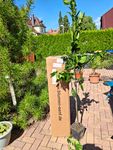 Orangenbaum