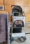 Toller Buggy