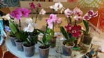 10er set orchideen