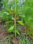 Die Magnolie selbst ist hervorragend von nursery versorgt und verpackt.