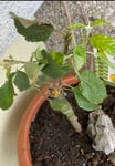 Apfelbaum 100/120 