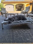 Letto x cani