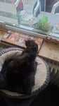 Katzen matte für fensterbank