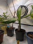 Banane