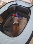 super Welpen Auslauf