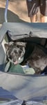 Tolles Auto für unseren Hund 