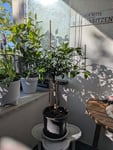 Endlich ein Yuzubaum 