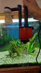 Aquarium Sauger insgesamt 