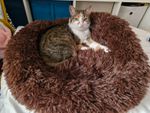 Katze liebt es 