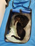 Faltbare Hundebox Transporttasche Transportbox Auto für Katze Hunde Große Kleine Box Bag Bed Decke Klein 