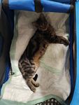 Faltbare Hundebox Transporttasche Transportbox Auto für Katze Hunde Große Kleine Box Bag Bed Decke Klein 