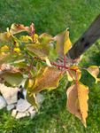 Kleiner kranker Baum der nicht zurück genommen wird 