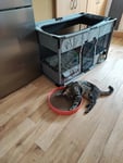 KERBL Scratch Bed Circle - Katzenkratzbaum - 34cm