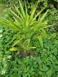 Trachy. Ukhrulensis Manipur Hanfpalme 