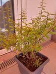 Calliandra Busch