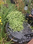kleinblättriger Wassernabel