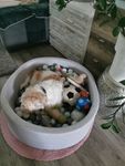 Mein Hund liebt es 