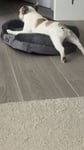 Hundebett  