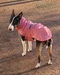 Idealer Mantel für Miniatur-Bullterrier