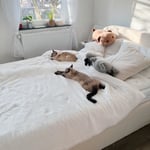 Wunderschönes Bett