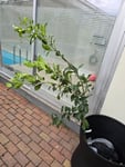 Qualität enttäuschend, irreführende Produktbilder