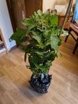 Feigenbaum 