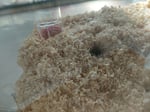 Hamsterkäfig 