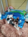 Výrobek dorazil v pořádku a ve vyhovujícím datumu.