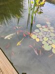 UV-Lampe für den Teich!