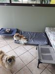 Housse Dodo chien 