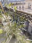 mon laurier n'a aucune fleur