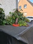 Sammeln von Regenwasser