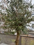 Wunderschöner Olivenbaum