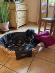 Hundekörbchen
