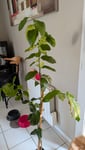 Citronnier