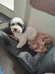 Der Hund liebt das Hundebett