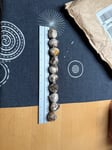 Leider schwer zu glauben, dass aus 2 -3 cm Zwiebeln tatsächlich Allium Giganteum werden soll.