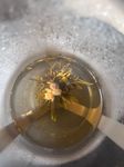 Blumentee