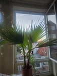 Tolle Pflanzen! 