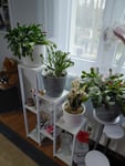 Blumenständer 7 Ebenen für Innen- und Ausenbereich.