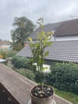 Totale Enttäuschung
